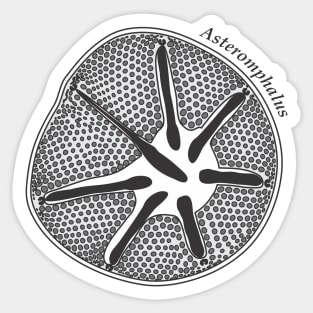 Diatom - Asteromphalus (scientific) Sticker